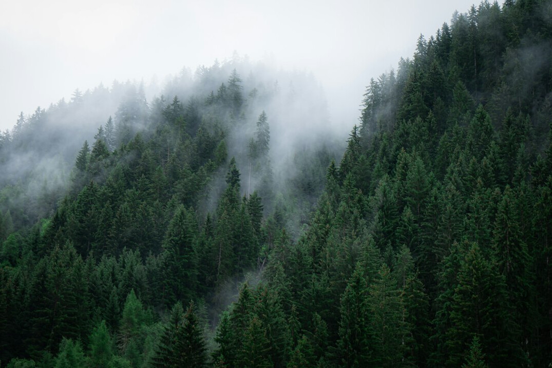 Foggy forest with tall trees at dawn